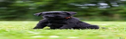 Giant Schnauzer dogs for sale: TRUE QUALITY GIANT SCHNAUZER PUPPIES - Advert 3