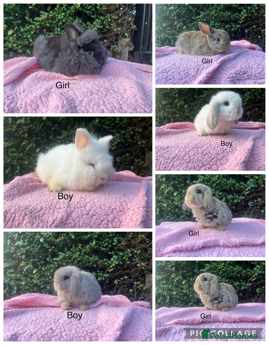 Mini Lop rabbits for sale: Mini lops  and mini double maned lionheads  - Advert 1
