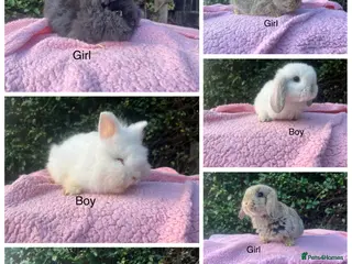Mini Lop rabbits Mini lops and mini double maned lionheads - Advert 1
