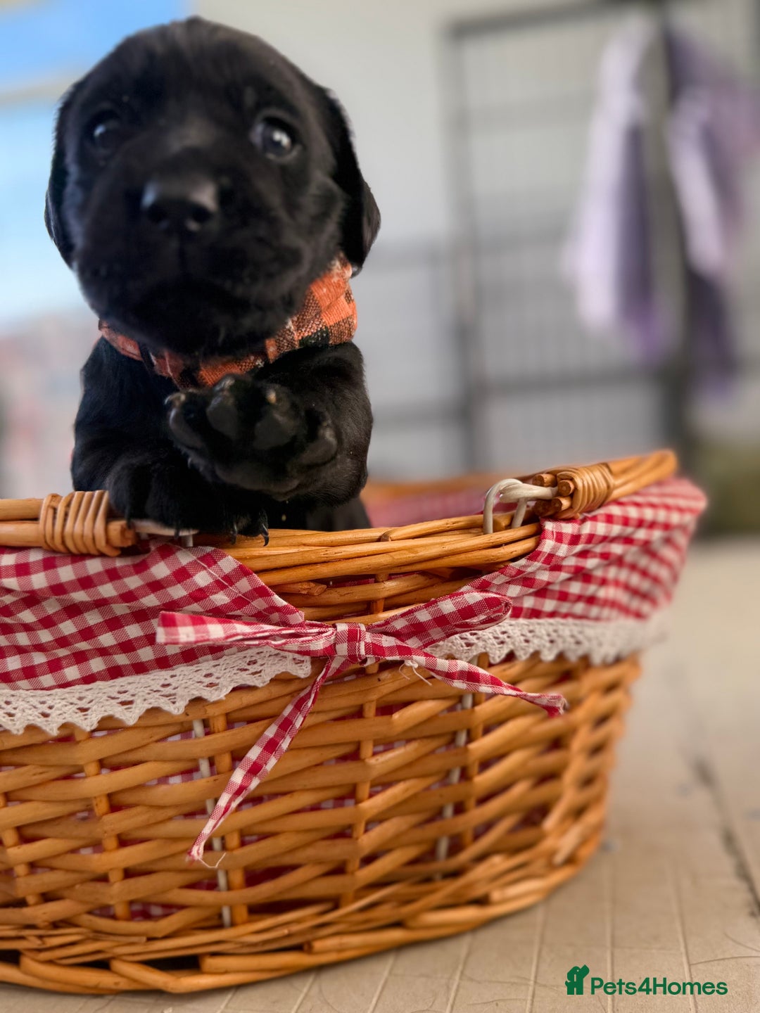 Labrador Retriever dogs for sale: Beautiful chunky litter of black pups  - Advert 26