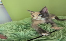 Maine Coon cats for sale: Beautiful Pedigree Maine Coon Kittens  - Image 19