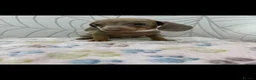 Miniature Dachshund dogs for sale: Miniature Dachshund - Advert 17