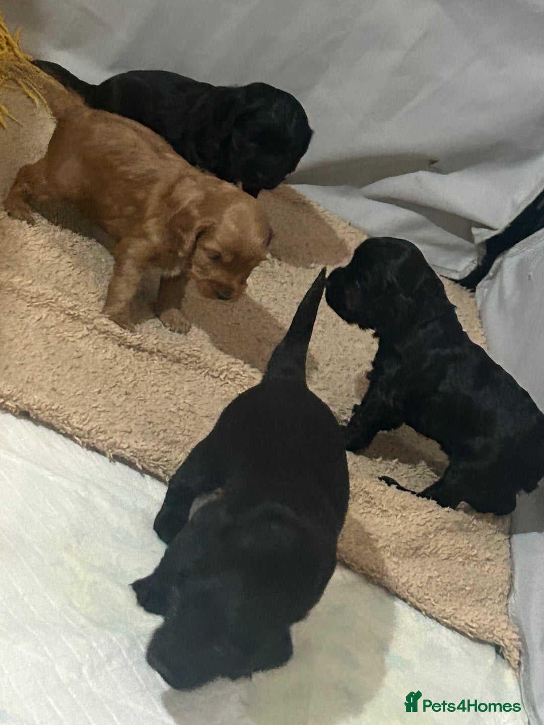 Cockapoo dogs for sale: Beautiful f2 cockapoo pups - Advert 17