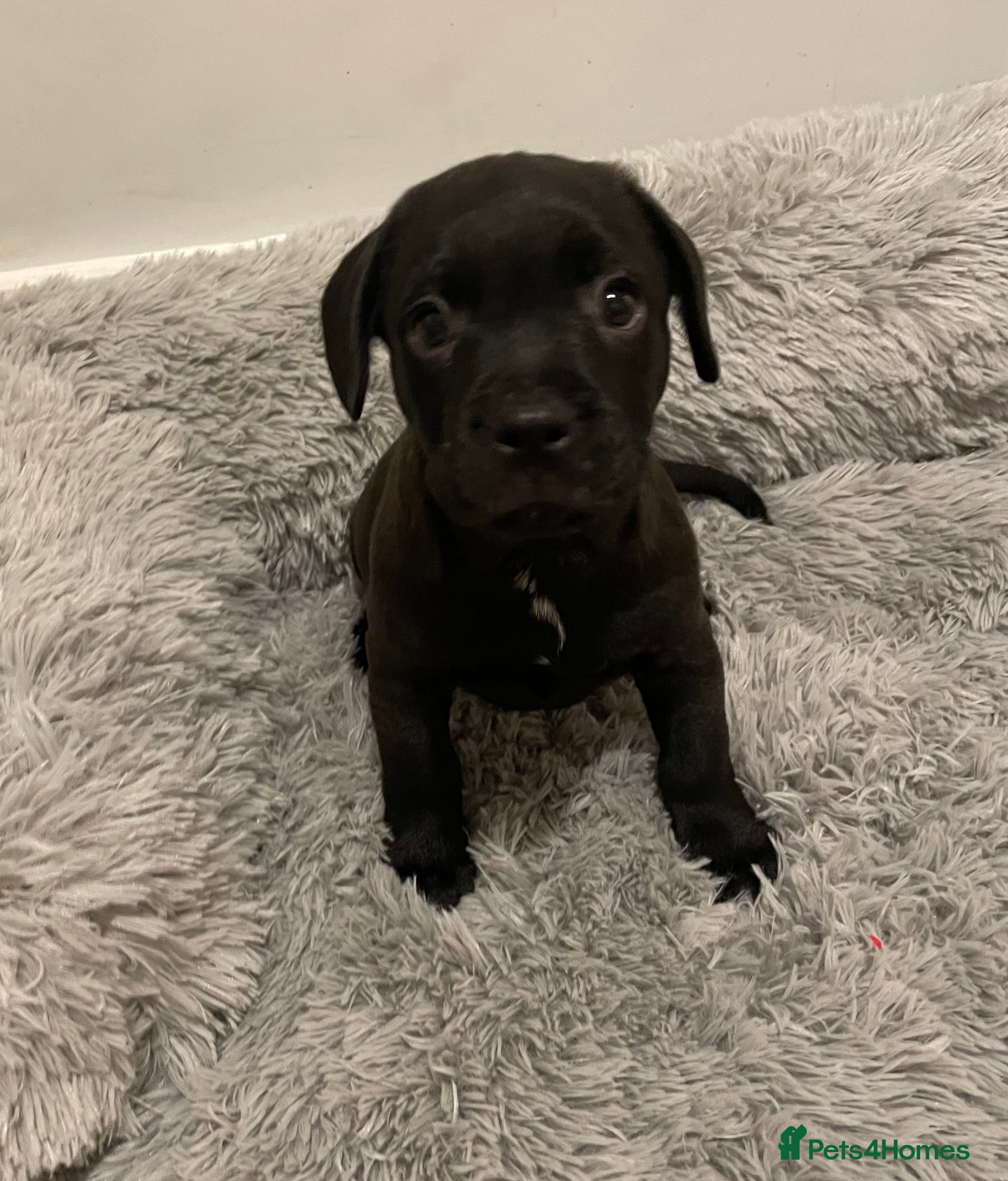 Mixed Breed dogs READY FOR THERE FOREVER HOMES 1 GIRL & - BOY  - Advert 18