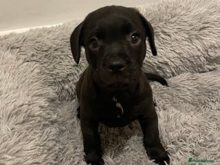 Mixed Breed dogs READY FOR THERE FOREVER HOMES 1 GIRL & - BOY - Advert 18