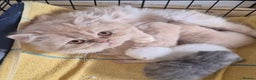 Mixed Breed cats for sale: Persian x british short hair - Advert 3