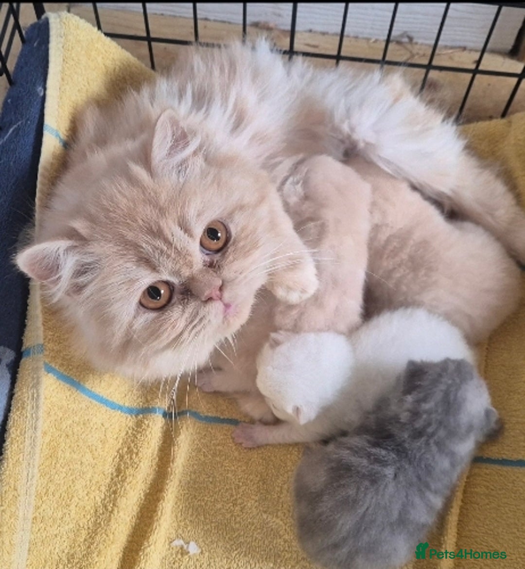 Mixed Breed cats for sale: Persian x british short hair - Advert 3