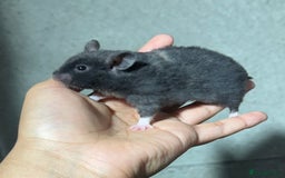 Hamster rodents for sale: STUNNING, TAME, PEDIGREE BABY SYRIAN HAMSTER - Image 1