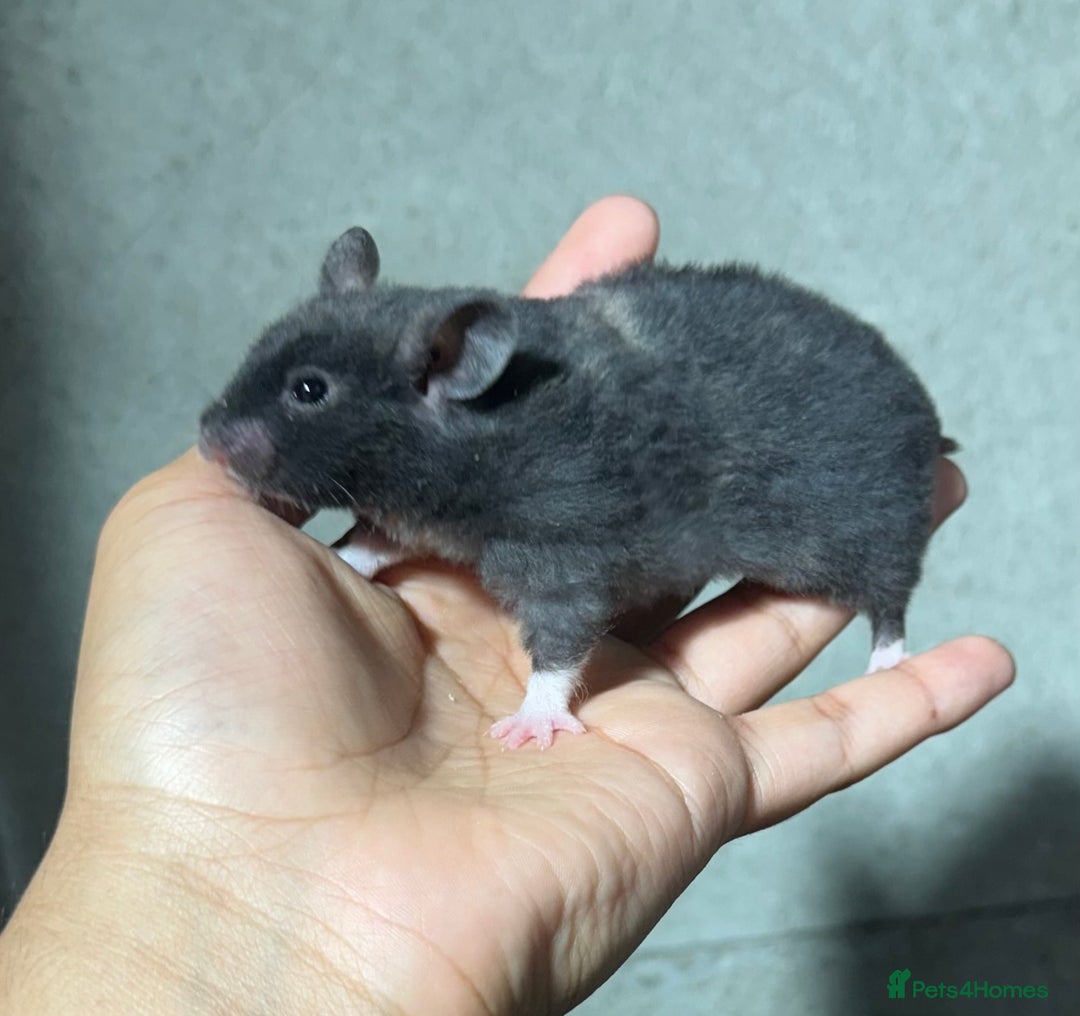 Hamster rodents for sale: STUNNING, TAME, PEDIGREE BABY SYRIAN HAMSTER - Image 1