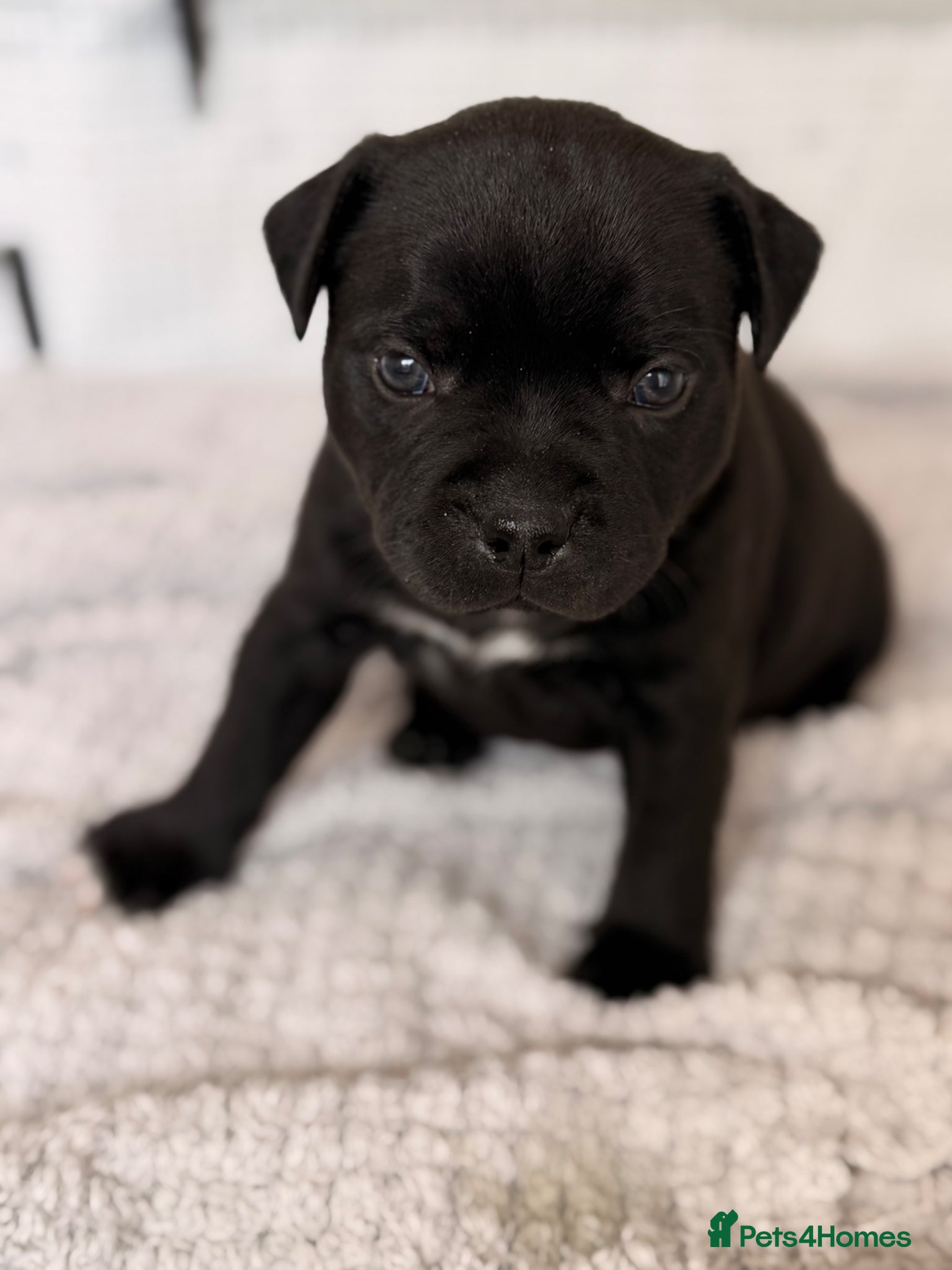 Staffordshire Bull Terrier dogs KC REG CHAMPION Staffordshire bull terrier puppies - Advert 9
