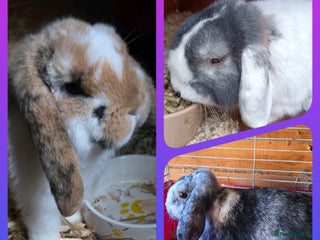 Mini Lop rabbits ♥️Very friendly mini lops available ♥️ - Advert 4