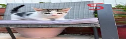 Mixed Breed cats for sale: Lovely kitten full of energy and love - Advert 6