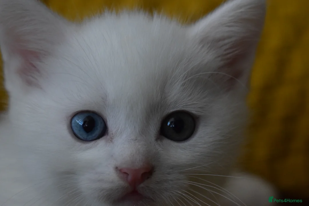 Mixed Breed cats for sale: Rare Odd Eye Mixed Breed Kitten for sale - Advert 7