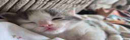 Mixed Breed cats for sale: Rare opportunity to have loving bottle fed Kittens in Melton Constable - Advert 15