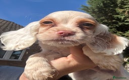 Cocker Spaniel dogs for sale: Cocker Spaniel Puppies (10 weeks - Ready to go) - Image 4