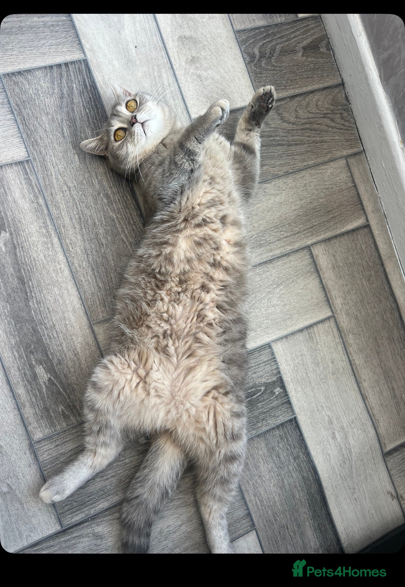 Mixed Breed cats Mix breed  - Advert 1