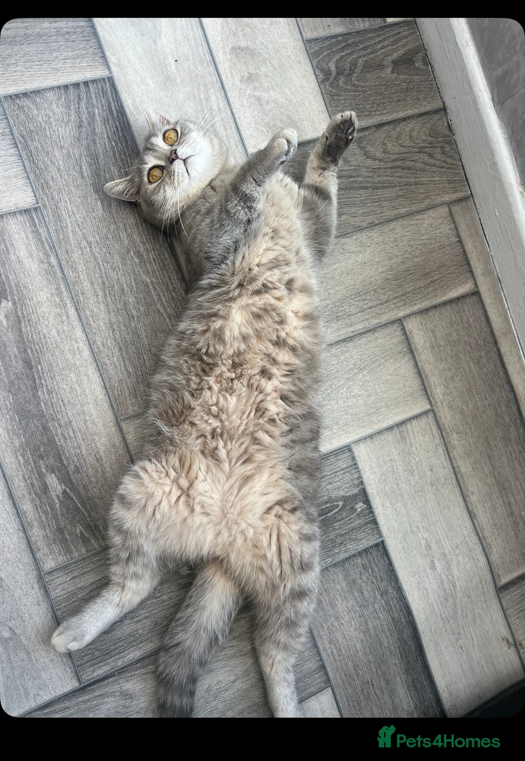 Mixed Breed cats for sale: Mix breed  in Bradford - Advert 1