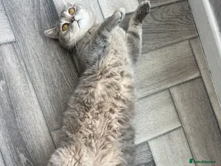 Mixed Breed cats Mix breed - Advert 1