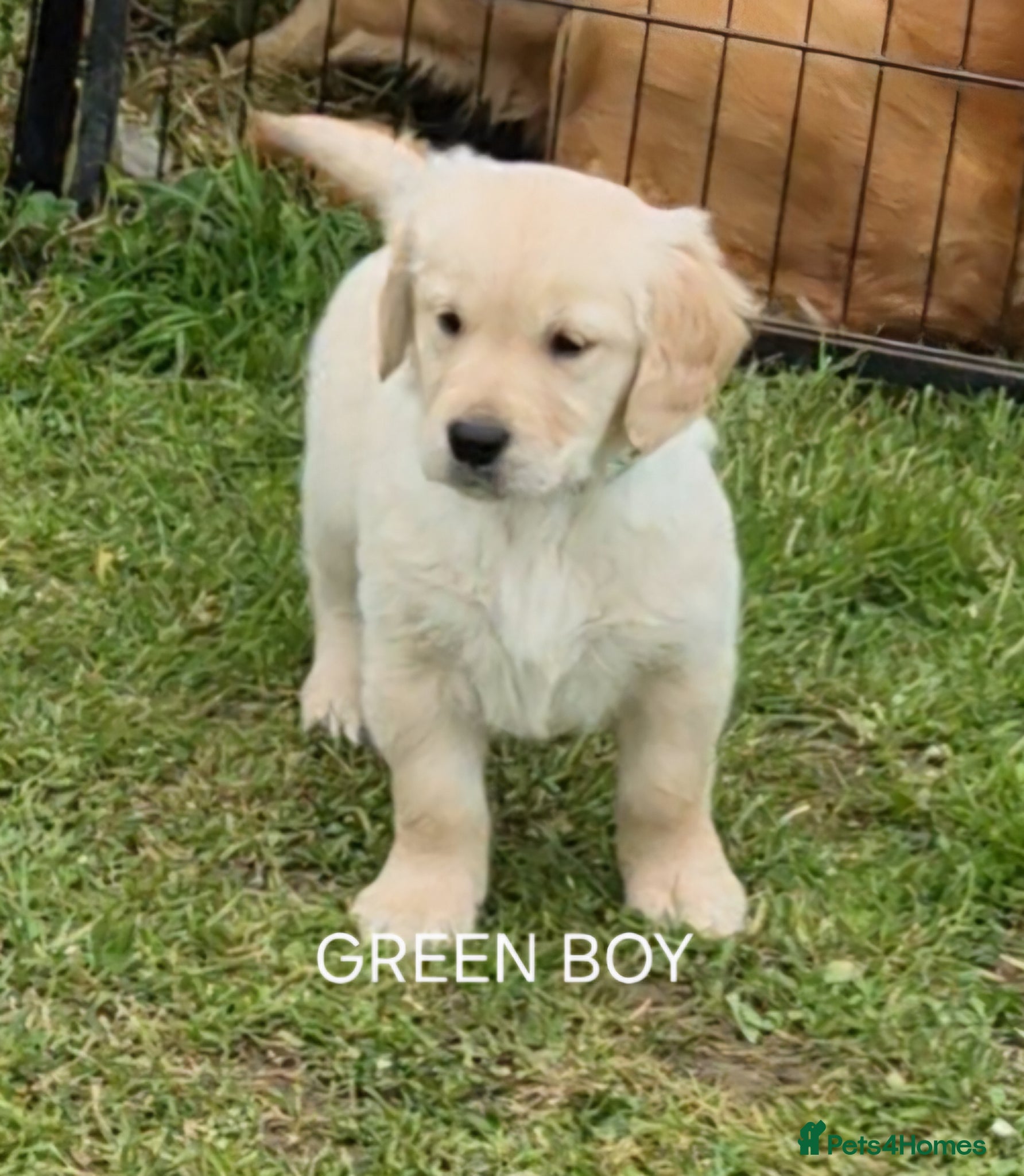 Golden Retriever dogs KC GOLDEN RETRIEVER PUPS SHOW CHAMPION PEDIGREE  - Advert 2