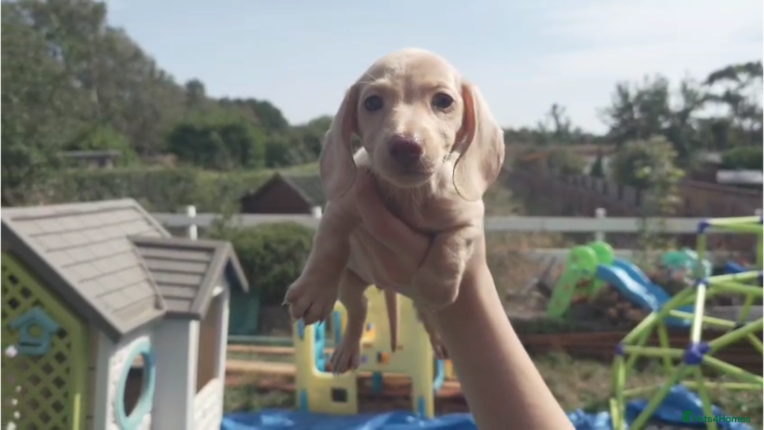 Miniature Dachshund dogs for sale: Miniature Cream Dachshund Puppies KC Reg   - Image 17