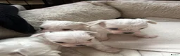 Maltese dogs for sale: Maltese Puppies - Advert 16