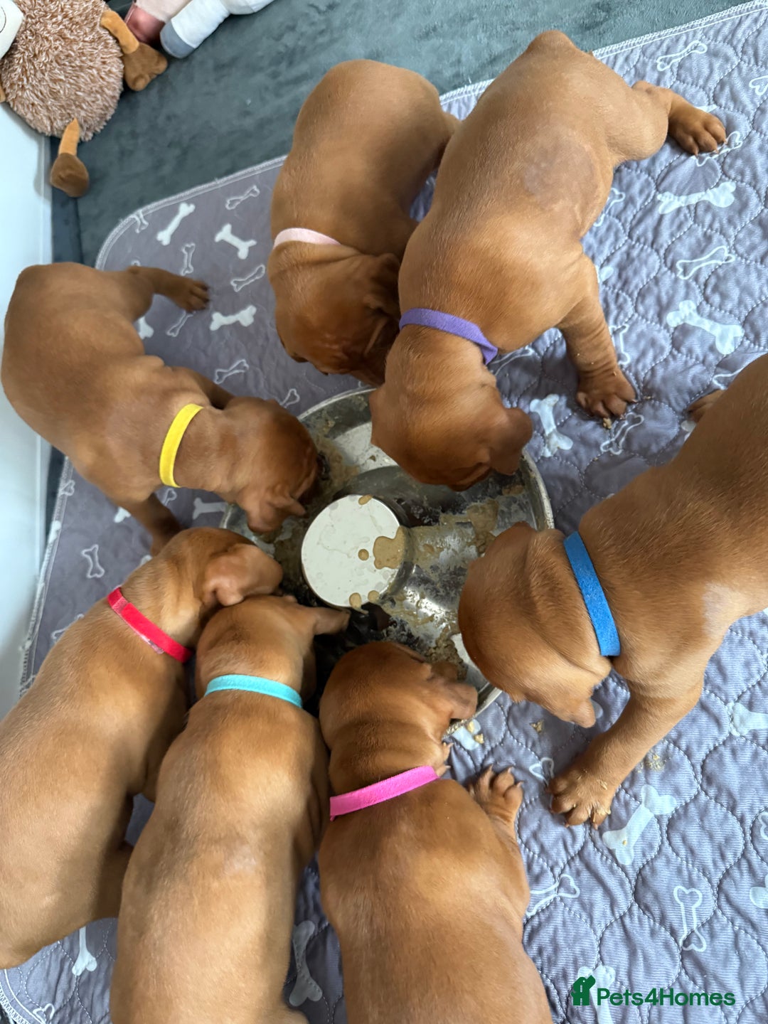 Hungarian Vizsla dogs for sale: KC regarding Hungarian Vizsla puppies - Image 19