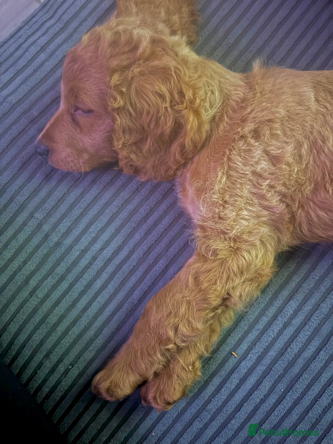 Cockapoo dogs for sale: Minnie moo cockapoo  - Advert 5