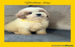 Cavachon dogs for sale: Amazing Cavapoochons  - Image 3