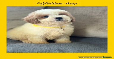 Cavachon dogs - Advert 13