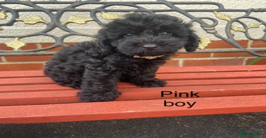 Cockapoo dogs - Advert 14