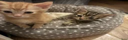 Mixed Breed cats for sale: Super cute kittens  - Advert 6