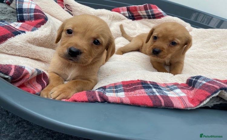 Labrador Retriever dogs for sale - Advert 1