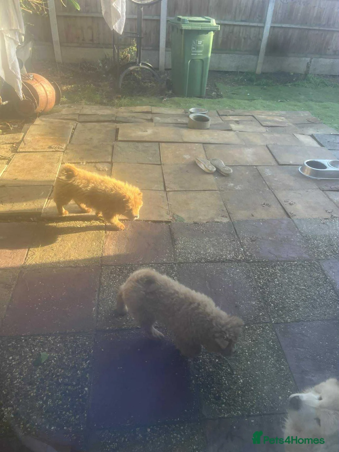 Chow Chow dogs for sale: Chow chow  - Advert 2