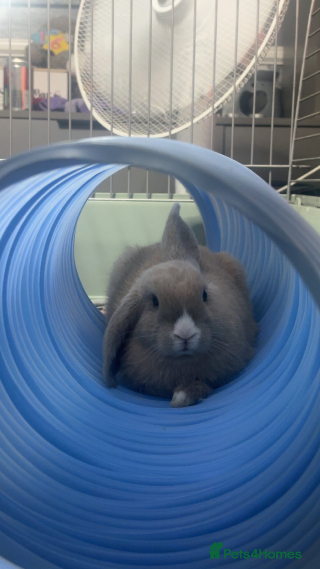 Mixed Breed rabbits for sale: two female rabbits  - Image 5