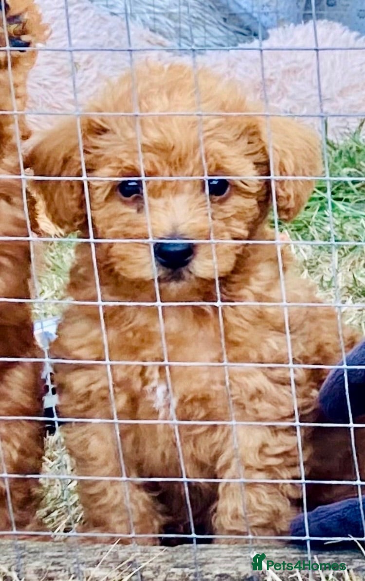 Yorkiepoo dogs Yorkiepoo puppies  - Advert 2