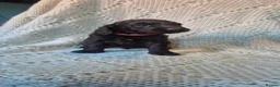 Cockapoo dogs for sale: F2 cockapoo puppies  in Cheltenham - Advert 17