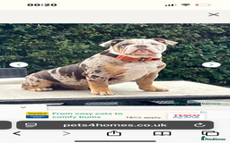 English Bulldog dogs for sale: In tact English bulldog looking for forever home - Image 2