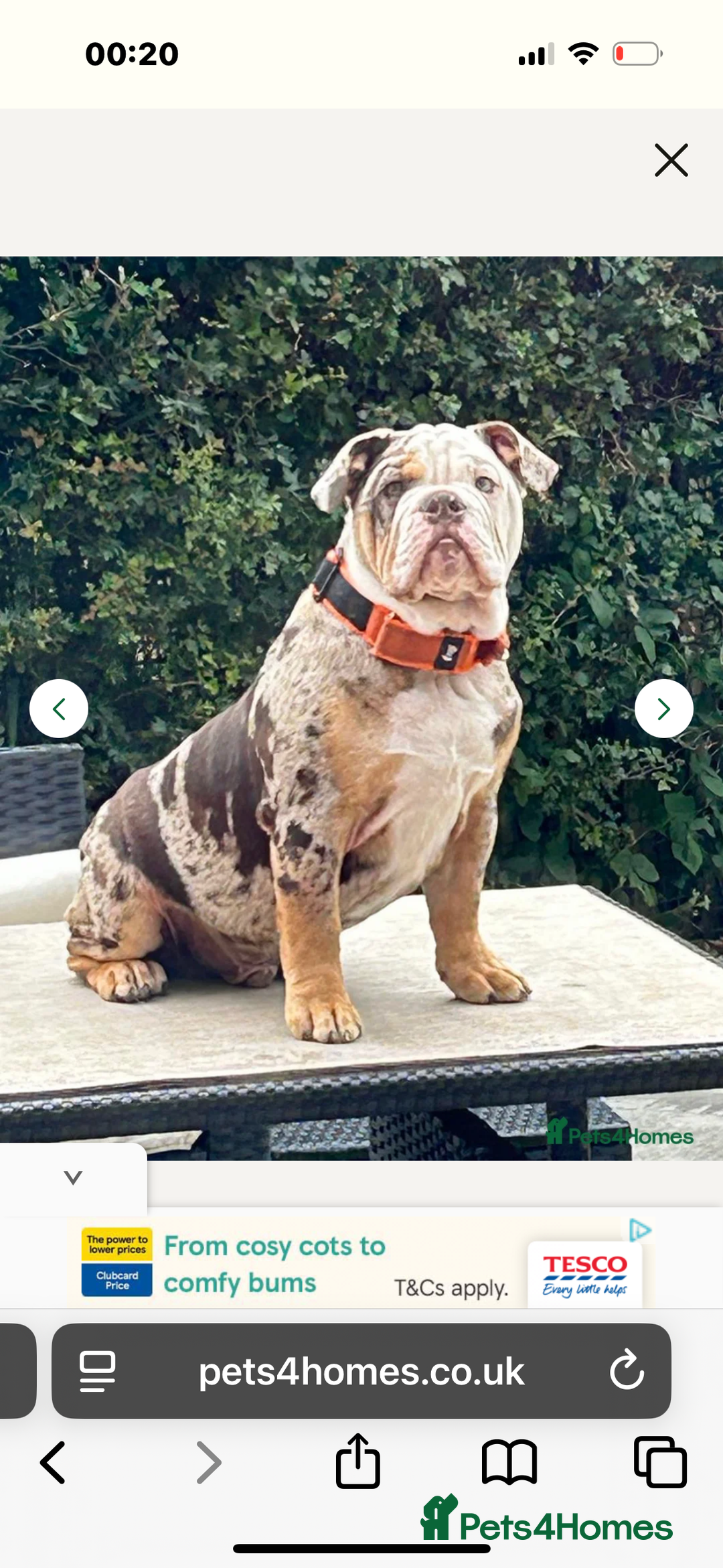 English Bulldog dogs for sale: In tact English bulldog looking for forever home - Image 2