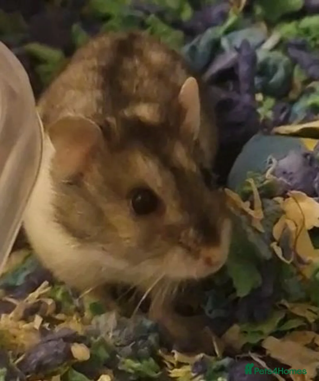 Hamster rodents for sale: Russian dwarf hamster  in Southampton - Advert 2