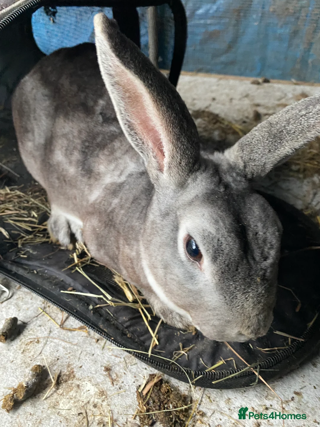 Mixed Breed rabbits for sale: New zealand, rex and mixed doves for sale! - Advert 11