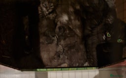 Maine Coon cats for sale: Full Pedigree Mainecoons available  - Image 13