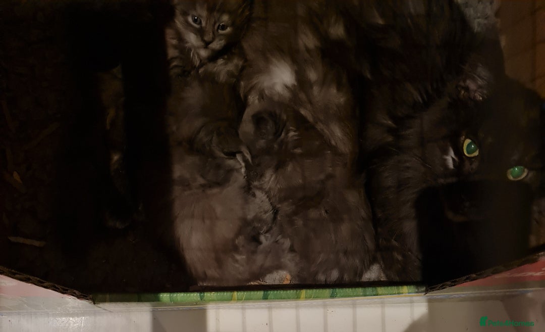 Maine Coon cats for sale: Full Pedigree Mainecoons available  - Image 13