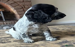 Cocker Spaniel dogs for sale: Blue roan cocker spaniels ready 17th September - Image 27