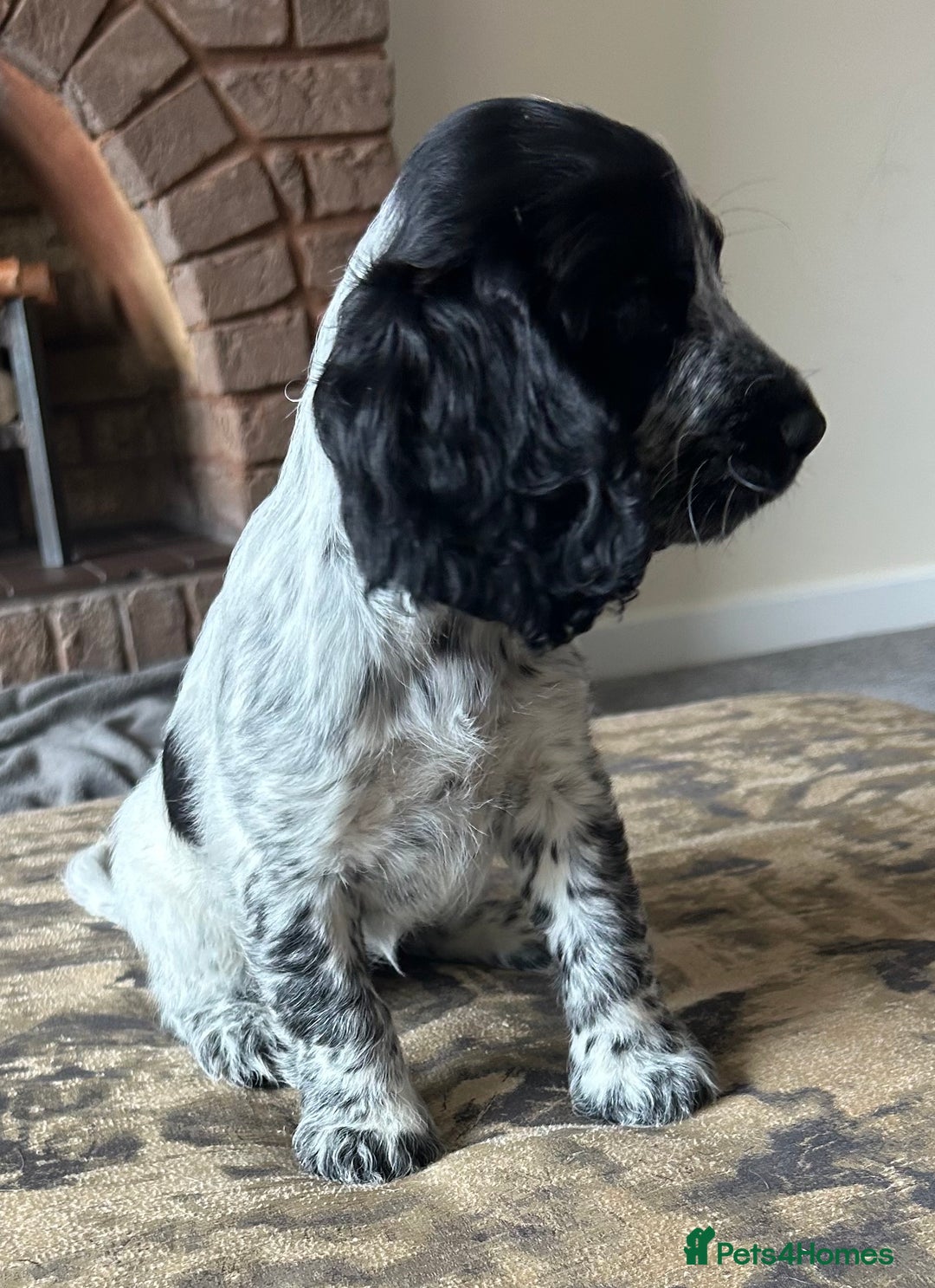 Cocker Spaniel dogs for sale: Blue roan cocker spaniels ready 17th September - Image 27