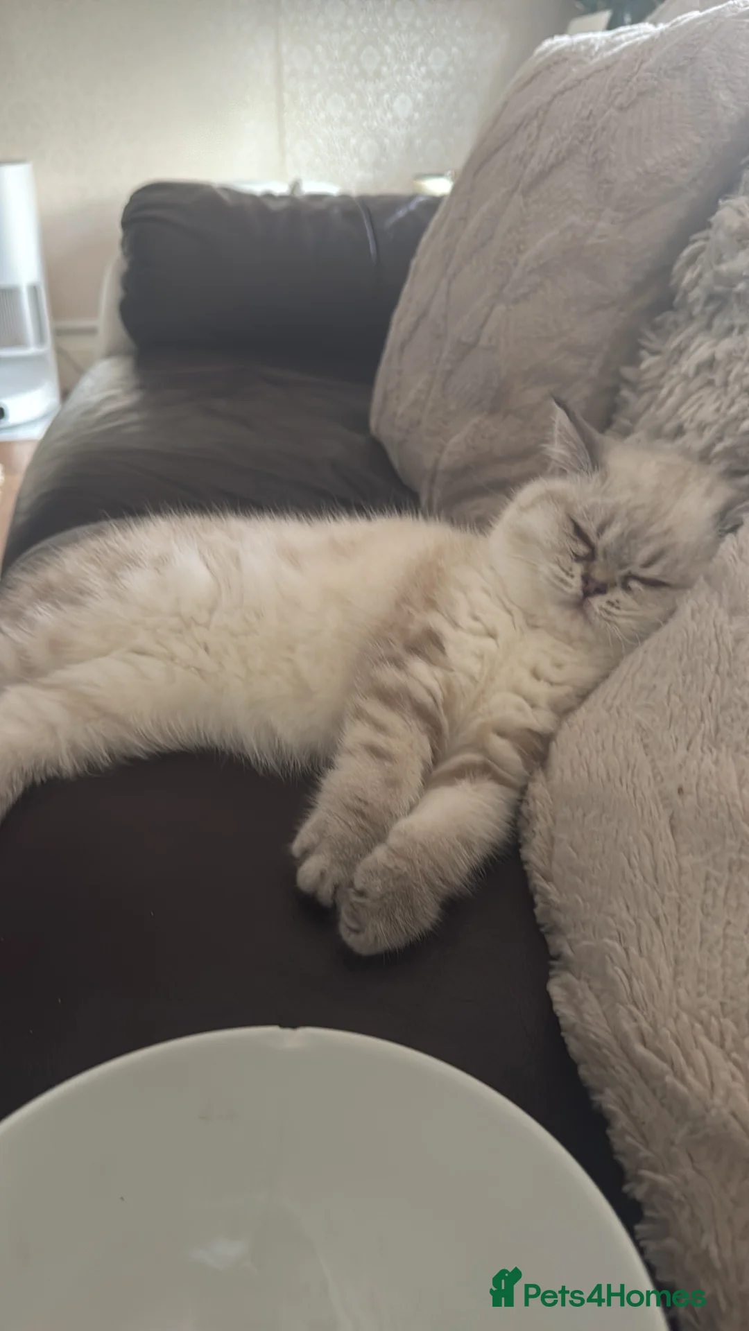 Mixed Breed cats for sale: Female millie in Billericay - Advert 2
