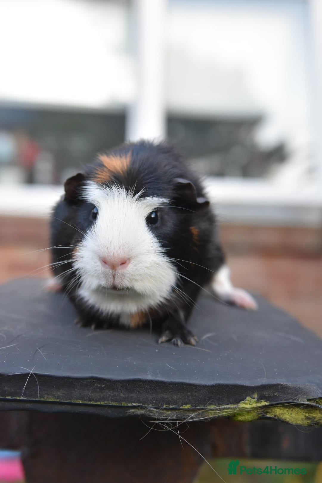 Guinea Pig rodents for sale: Guinea Pigs Looking For New Homes - Advert 8