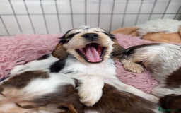 Cocker Spaniel dogs for sale: Stunning Show cocker spaniel puppies Health tested - Image 21