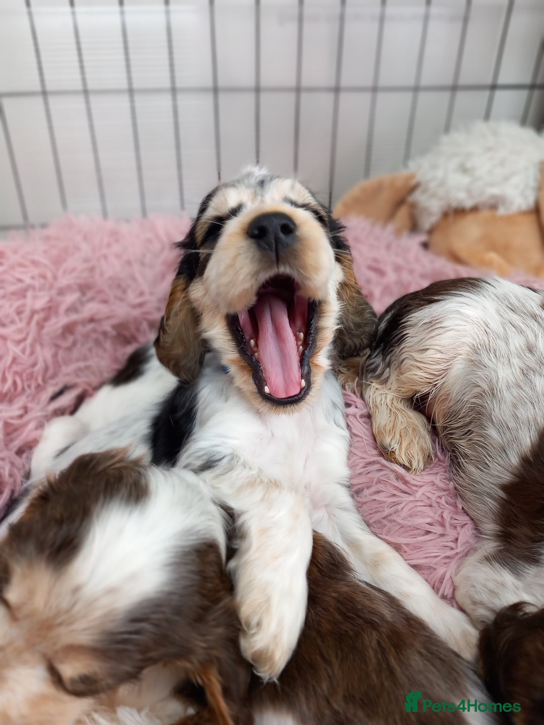 Cocker Spaniel dogs for sale: Stunning Show cocker spaniel puppies Health tested - Image 21