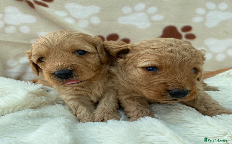Cavapoo dogs - Advert 16