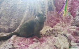 Russian Blue cats for sale: **TICA full pedigree Russian Blue kittens - Image 21